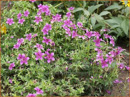 Geranium soboliferum &#039;Starman&#039; | Ooievaarsbek