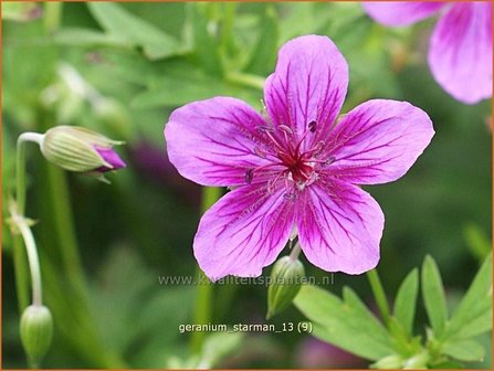 Geranium soboliferum &#039;Starman&#039; | Ooievaarsbek