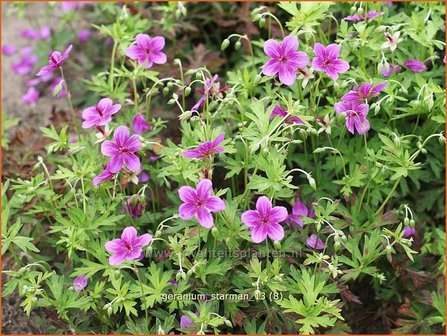 Geranium soboliferum &#039;Starman&#039; | Ooievaarsbek