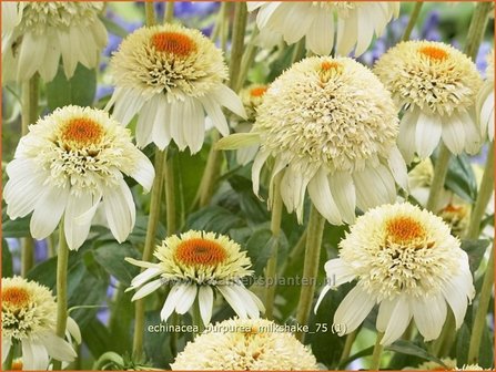 Echinacea purpurea &#039;Milkshake&#039; | Zonnehoed