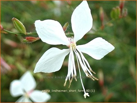 Gaura lindheimeri &#039;Short Form&#039; | Prachtkaars