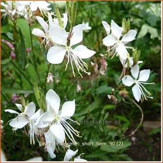 Gaura lindheimeri &#039;Short Form&#039; | Prachtkaars