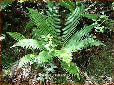 Dryopteris wallichiana | Zwartschubvaren, Nepalvaren