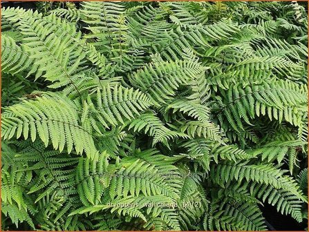 Dryopteris wallichiana | Zwartschubvaren, Nepalvaren