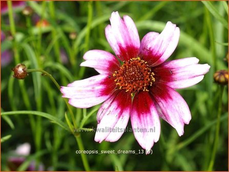 Coreopsis &#039;Sweet Dreams&#039; | Meisjesogen | M&auml;dchenauge