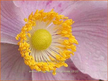 Anemone hupehensis &#039;Little Princess&#039; | Anemoon, Herfstanemoon, Japanse anemoon