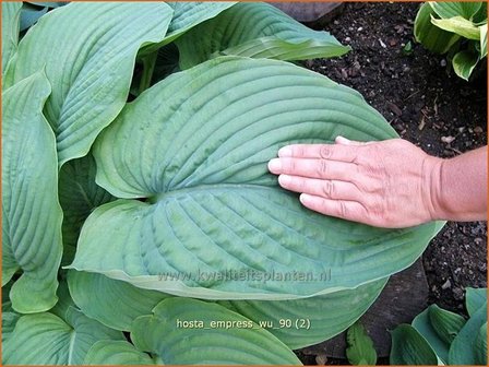 Hosta &#039;Empress Wu&#039; | Hartlelie, Funkia