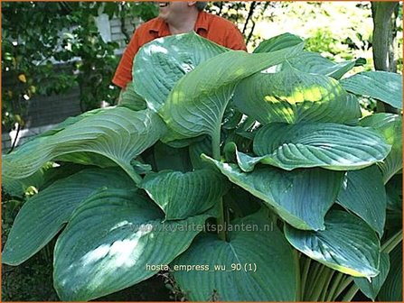 Hosta &#039;Empress Wu&#039; | Hartlelie, Funkia