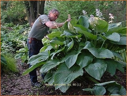 Hosta &#039;Empress Wu&#039; | Hartlelie, Funkia