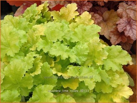 Heuchera &#039;Lime Rickey&#039; | Purperklokje