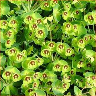 Euphorbia &#039;Baby Charm&#039; | Wolfsmelk