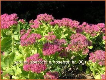 Sedum spectabile &#039;Rosenteller&#039; | Hemelsleutel, Vetkruid