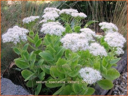 Sedum spectabile &#039;Iceberg&#039; | Hemelsleutel, Vetkruid