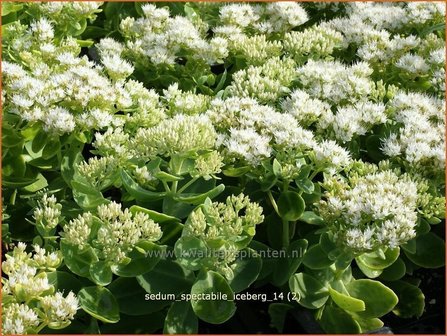 Sedum spectabile &#039;Iceberg&#039; | Hemelsleutel, Vetkruid