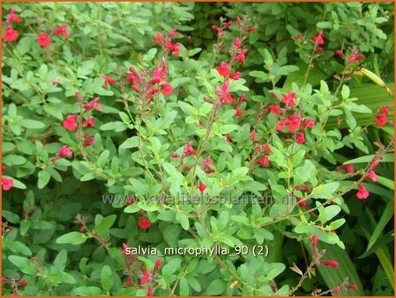 Salvia microphylla | Salie, Salvia