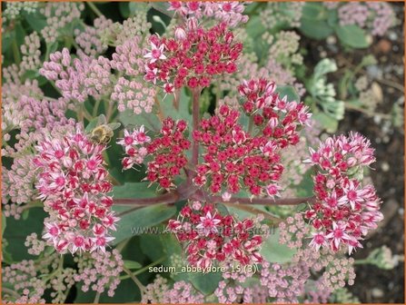 Sedum &#039;Abbeydore&#039; | Hemelsleutel, Vetkruid