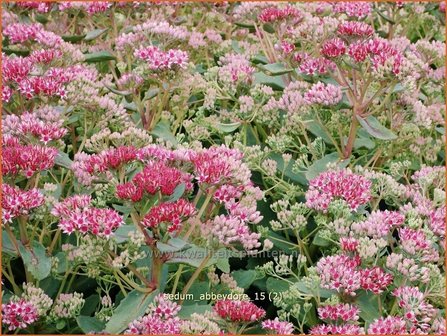 Sedum &#039;Abbeydore&#039; | Hemelsleutel, Vetkruid