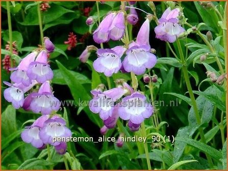 Penstemon &#039;Alice Hindley&#039; | Schildpadbloem, Slangenkop