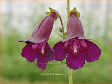 Penstemon &#039;Raven&#039; | Slangenkop, Schildpadbloem