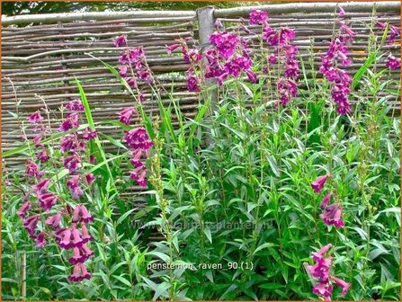 Penstemon &#039;Raven&#039; | Schildpadbloem, Slangenkop