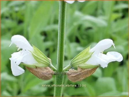 Salvia officinalis &#039;Albiflora&#039; | Echte salie, Keukensalie, Salie, Salvia