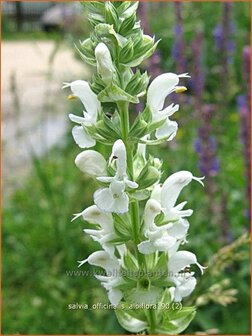 Salvia officinalis &#039;Albiflora&#039; | Salie, Keukensalie