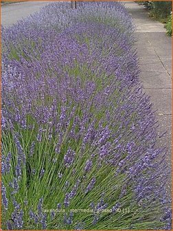 Lavandula intermedia &#039;Grosso&#039; | Lavandin, Lavendel