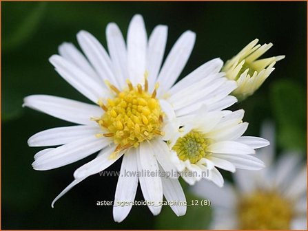 Aster ageratoides &#039;Starshine&#039; | Aster