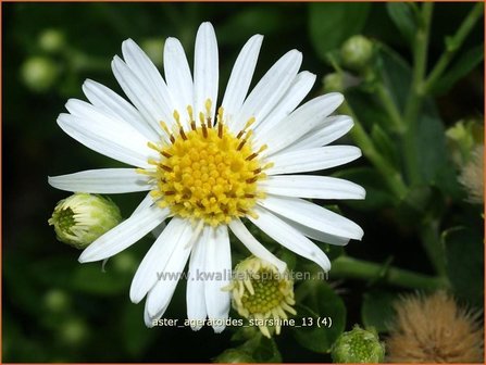 Aster ageratoides &#039;Starshine&#039; | Aster