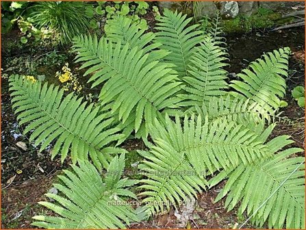 Matteuccia orientalis | Oosterse struisvaren, Struisvaren, Bekervaren | Asiatischer Strau&szlig;enfarn