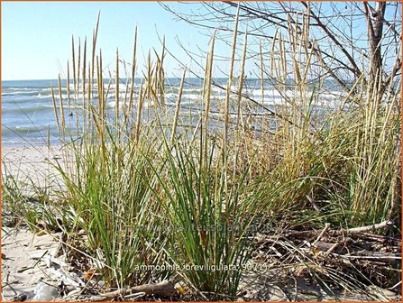 Ammophila breviligulata | Amerikaans helmgras, Helm | Helmgras | American Beach Grass