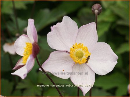 Anemone tomentosa &#039;Robustissima&#039; | Anemoon, Herfstanemoon