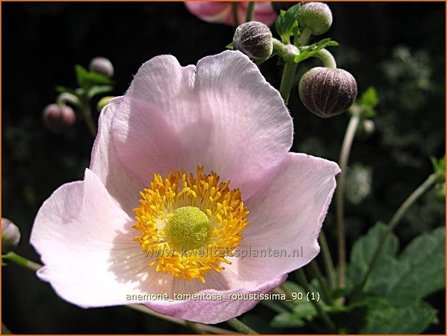 Anemone tomentosa &#039;Robustissima&#039; | Anemoon, Herfstanemoon