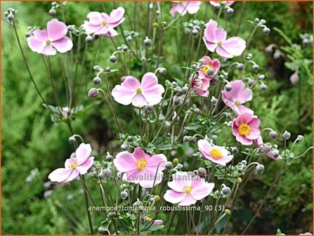 Anemone tomentosa &#039;Robustissima&#039; | Anemoon, Herfstanemoon