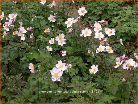 Anemone tomentosa &#039;Robustissima&#039; | Anemoon, Herfstanemoon