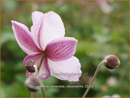 Anemone tomentosa &#039;Robustissima&#039; | Anemoon, Herfstanemoon