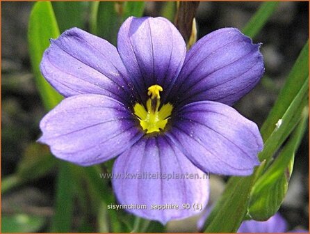 Sisyrinchium &#039;Sapphire&#039; | Bieslelie