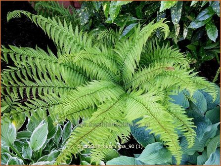 Dryopteris buschiana