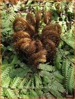 Dryopteris buschiana