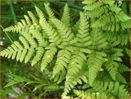 Dryopteris carthusiana | Smalle stekelvaren