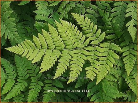 Dryopteris carthusiana | Smalle stekelvaren