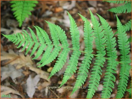 Dryopteris marginalis | Niervaren