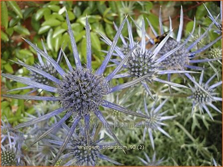 Eryngium tripartitum | Kruisdistel | Dreiteilige Mannstreu