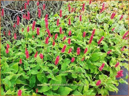 Persicaria amplexicaulis &#039;JS Calor&#039; | Duizendknoop, Adderwortel