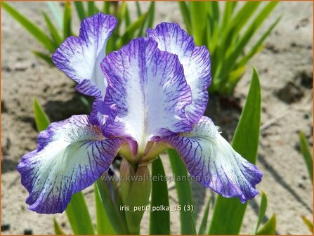 Iris &#039;Petit Polka&#039; | Zwaardlelie, Iris, Lis