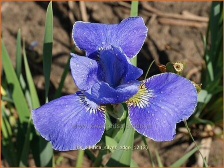 Iris sibirica &#039;Silver Edge&#039; | Iris, Lis, Siberische iris