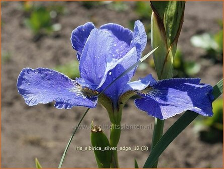 Iris sibirica &#039;Silver Edge&#039; | Iris, Lis, Siberische iris