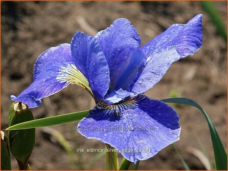 Iris sibirica &#039;Silver Edge&#039; | Iris, Lis, Siberische iris