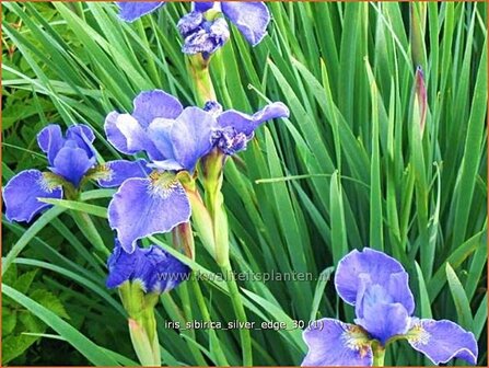 Iris sibirica &#039;Silver Edge&#039; | Iris, Lis, Siberische iris