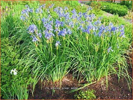 Iris sibirica &#039;Silver Edge&#039; | Iris, Lis, Siberische iris